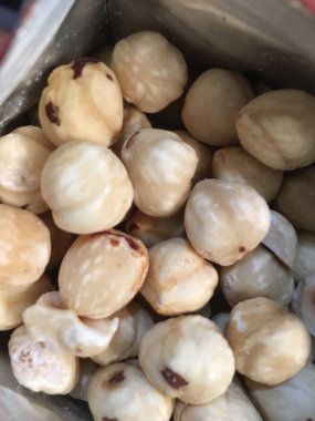 Fındık fındık izole