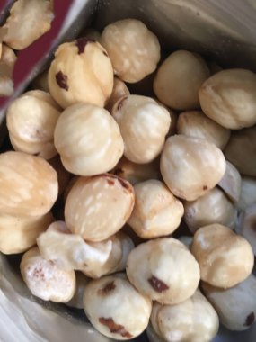 Fındık fındık izole