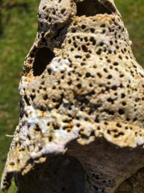 Kabuk kabuk kabuk soyma