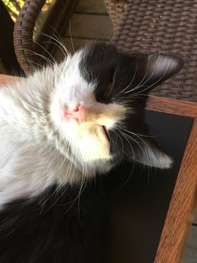 evde beslenen hayvan cats artalanları