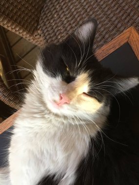 evde beslenen hayvan cats artalanları