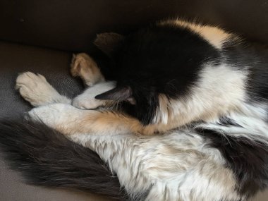 evde beslenen hayvan cats artalanları