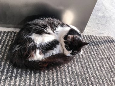 evde beslenen hayvan cats artalanları