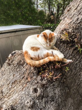 evde beslenen hayvan cats artalanları