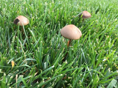 Çimenlerde yetiştirilen mantar 