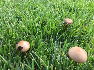 Çimenlerde yetiştirilen mantar 