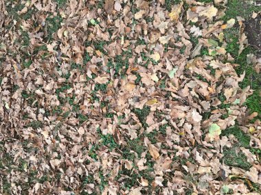 Çamur ve düşen yapraklar