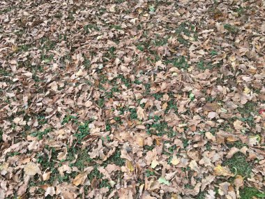 Çamur ve düşen yapraklar