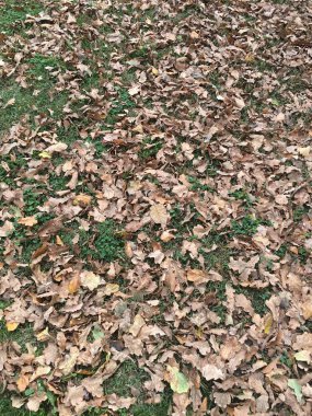 Çamur ve düşen yapraklar