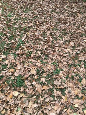 Çamur ve düşen yapraklar