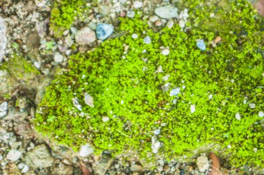 Deniz ve yosunlu kaya 