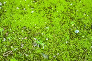 Deniz ve yosunlu kaya 