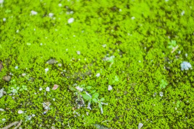 Deniz ve yosunlu kaya 