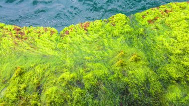 Deniz ve yosunlu kaya