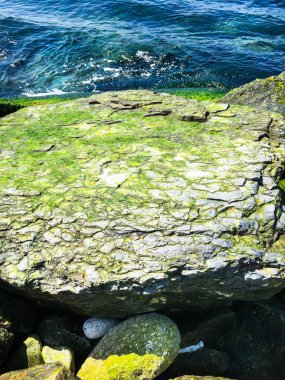 Deniz ve yosunlu kaya