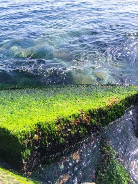 Deniz ve yosunlu kaya