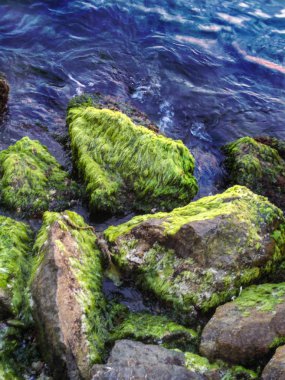 Deniz ve yosunlu kaya