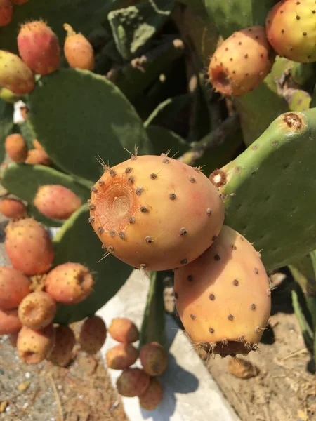 Cactus frukt enhet — Stockfoto