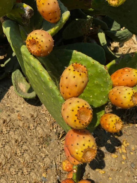 Cactus frukt enhet — Stockfoto