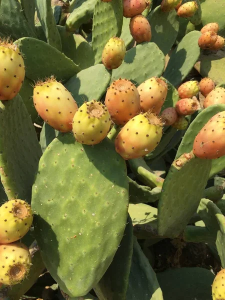 Cactus frukt enhet — Stockfoto