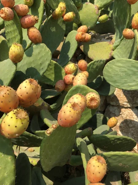 Cactus frukt enhet — Stockfoto