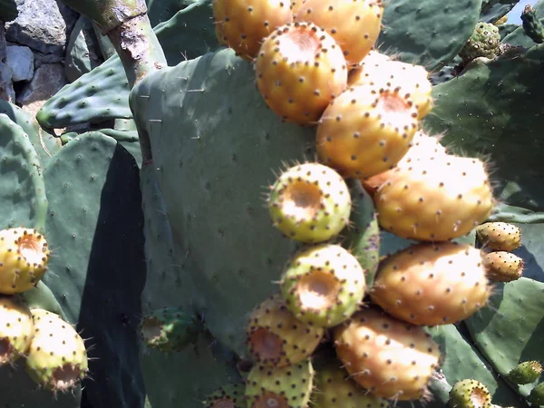 Kaktus owoców jednostki — Zdjęcie stockowe