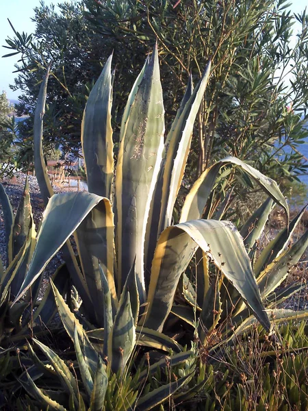 Cactus-vrucht-eenheid — Stockfoto