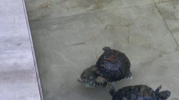 Изолированная водяная черепаха — стоковое фото