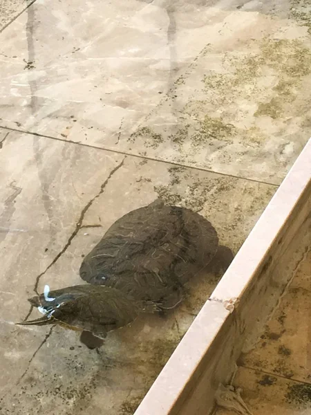 Wasserschildkröten isolieren — Stockfoto