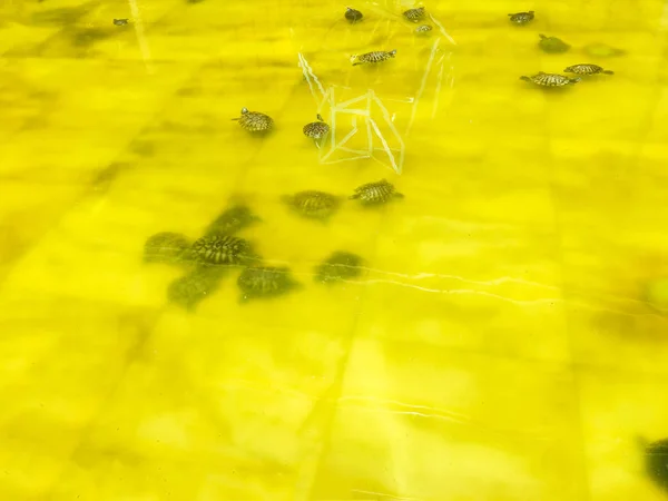 Su kaplumbağası izole — Stok fotoğraf