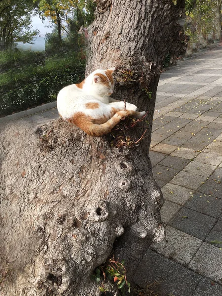 宠物猫背轮 — 图库照片