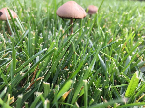 Mushroom grown in the grass — Stock Photo, Image