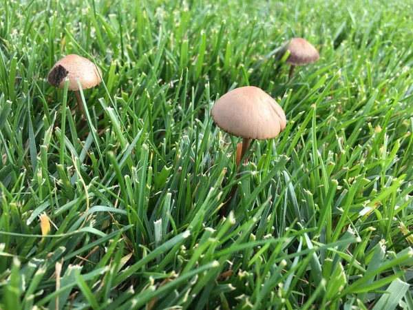 Çimenlerde yetiştirilen mantar 