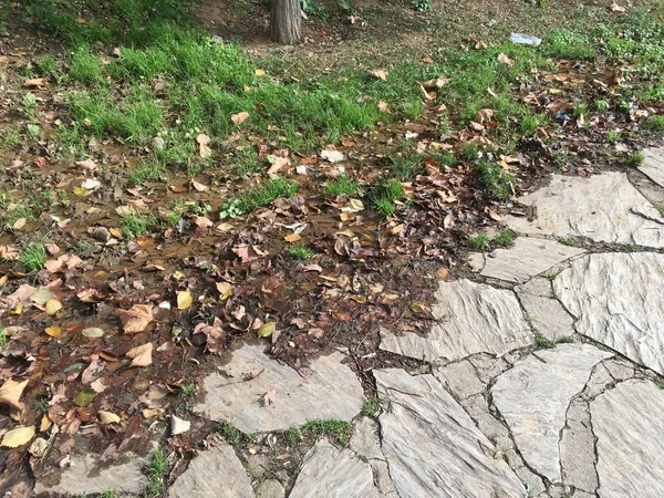 Грязьове і опале листя — стокове фото