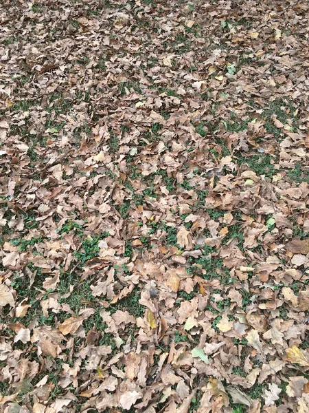 Грязь и опавшие листья — стоковое фото