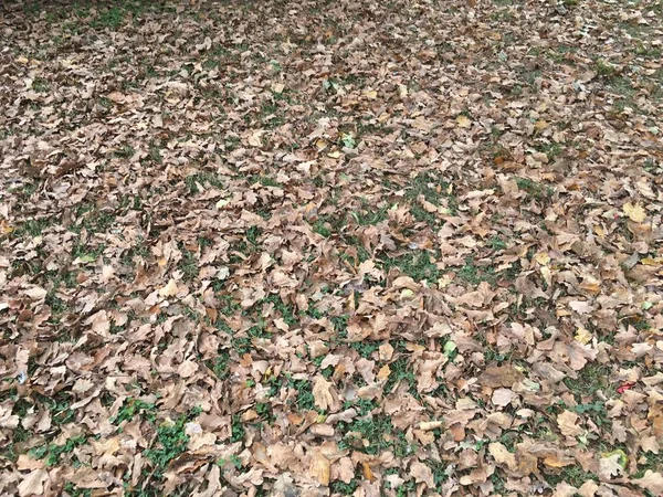 Çamur ve düşen yapraklar