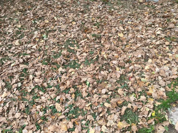 Çamur ve düşen yapraklar