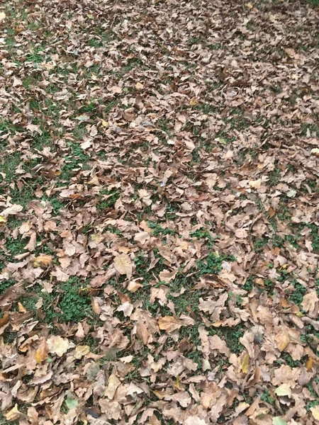 Çamur ve düşen yapraklar