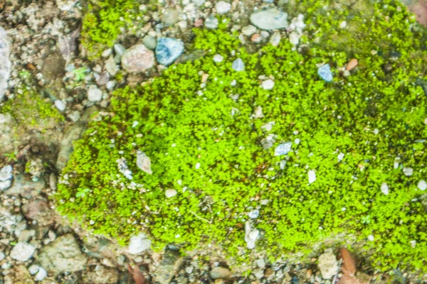 Deniz ve yosunlu kaya 