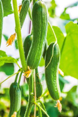 Çiftlik, çiftçi, tarım