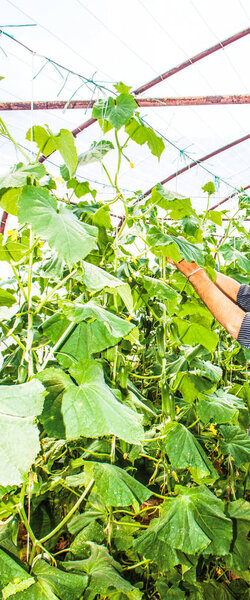 Farm, Farmer, agriculture