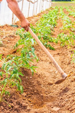 Çiftlik, çiftçi, tarım