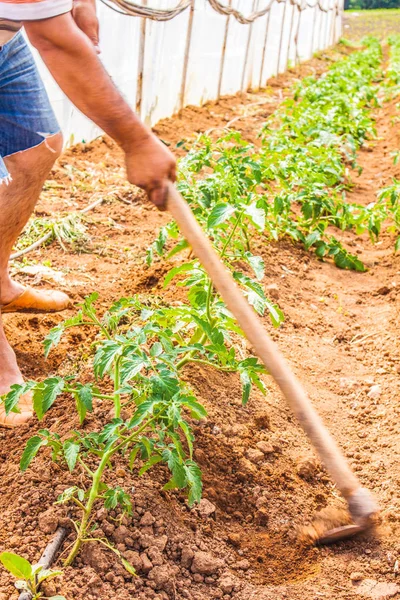 Çiftlik, çiftçi, tarım