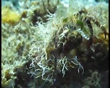 su altında dekoratör Yengeç