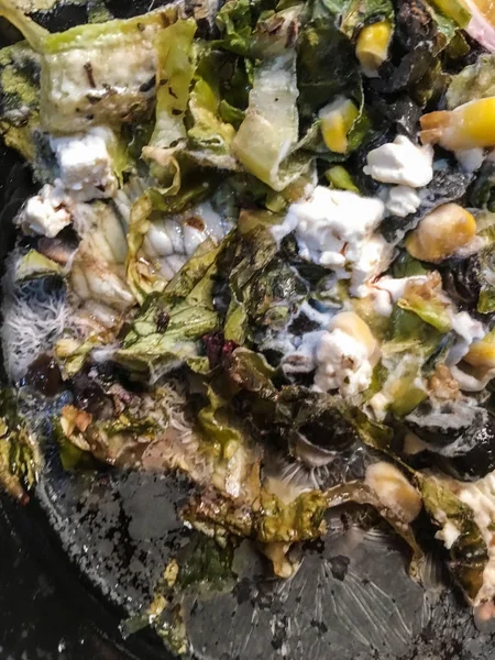 çürük salata bitki