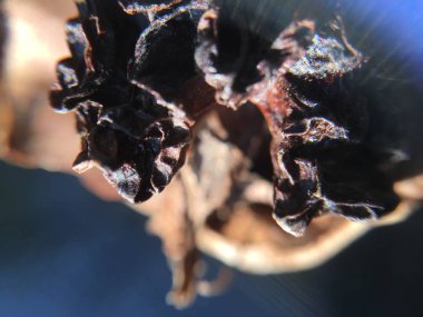 Ceviz, fındık bitki