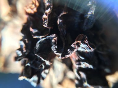 Ceviz, fındık bitki