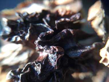 Ceviz, fındık bitki