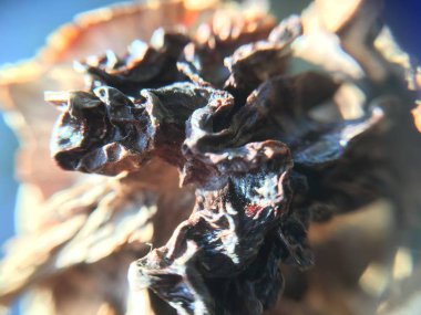 Ceviz, fındık bitki