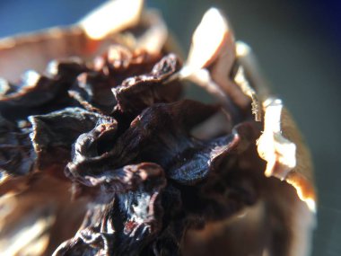 Ceviz, fındık bitki